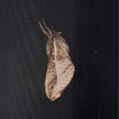 Unidentified Swift and Ghost moth (Hepialidae) at Higgins, ACT - 11 May 2024 by AlisonMilton