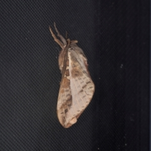 Oxycanus (genus) at Higgins, ACT - 11 May 2024