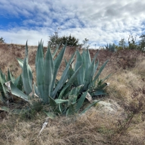 Agave americana at Gigerline Nature Reserve - 12 May 2024