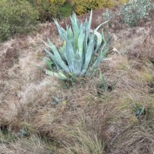 Agave americana at Gigerline Nature Reserve - 12 May 2024