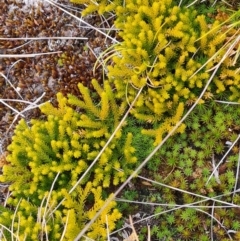 Lycopodium fastigiatum (Alpine Club Moss) at Kosciuszko National Park - 8 May 2024 by WalkYonder