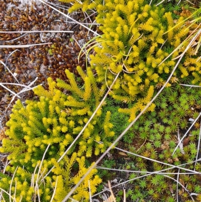 Austrolycopodium fastigiatum (Alpine Club Moss) at Kosciuszko National Park - 8 May 2024 by WalkYonder