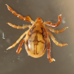 Ixodes sp. (genus) at Hughes, ACT - 13 May 2024 by LisaH