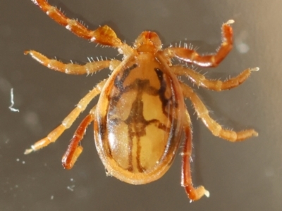 Ixodes sp. (genus) (A hard bodied tick) at GG154 - 13 May 2024 by LisaH