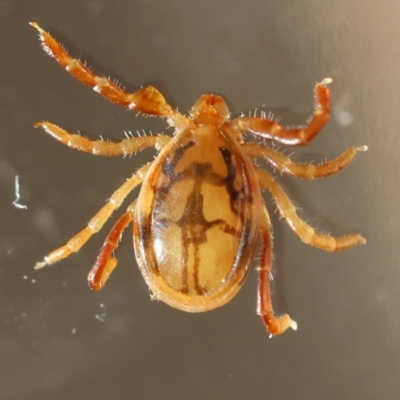 Ixodes sp. (genus) (A hard bodied tick) at Hughes Grassy Woodland - 13 May 2024 by LisaH