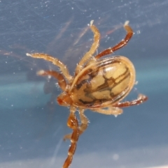 Ixodes sp. (genus) at Undefined Area - 13 May 2024 11:15 AM