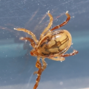 Ixodes sp. (genus) at Undefined Area - 13 May 2024 11:15 AM