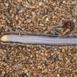 Oligochaeta (class) (Unidentified earthworm) at Hughes, ACT by LisaH