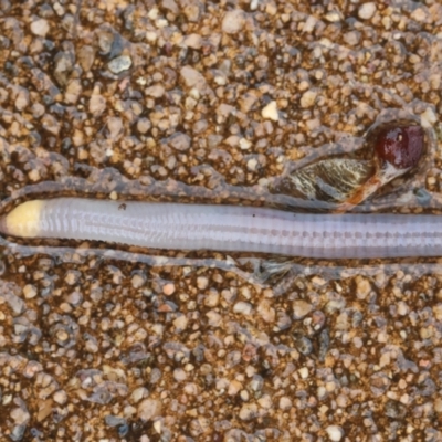 Unidentified Earthworm (Oligochaeta) at Hughes, ACT - 11 May 2024 by LisaH