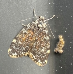 Halone coryphoea (Eastern Halone moth) at Ainslie volcanic grassland - 7 May 2024 by Pirom