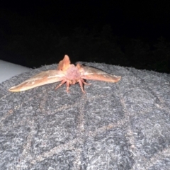Oxycanus (genus) (Unidentified Oxycanus moths) at Bonner, ACT - 12 May 2024 by MegFluke