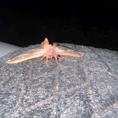 Unidentified Swift and Ghost moth (Hepialidae) at Bonner, ACT - 12 May 2024 by yomama