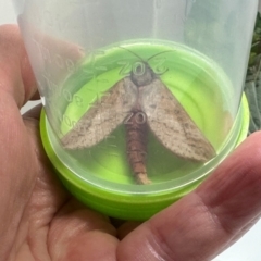 Unidentified Swift and Ghost moth (Hepialidae) at Bonner, ACT - 13 May 2024 by yomama