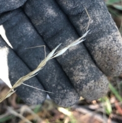 Austrostipa bigeniculata (Kneed Speargrass) at Oakey Hill - 13 May 2024 by GregC