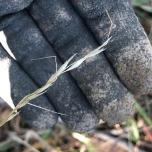 Austrostipa bigeniculata at Oakey Hill - 13 May 2024