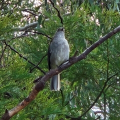 Colluricincla harmonica (Grey Shrikethrush) at The Pinnacle - 12 May 2024 by sangio7