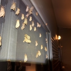 Oxycanus (genus) (Unidentified Oxycanus moths) at Michelago, NSW - 11 May 2024 by Gundharwar2