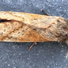 Unidentified Moth (Lepidoptera) at Acton, ACT - 12 May 2024 by YellowButton