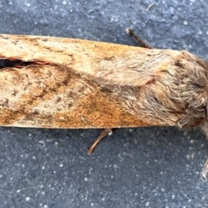 Unidentified Moth (Lepidoptera) at suppressed by YellowButton