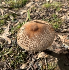 Unidentified Cap on a stem; gills below cap [mushrooms or mushroom-like] at Bungonia National Park - 13 May 2024 by lbradley