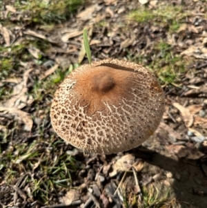 Macrolepiota clelandii at Bungonia National Park - 13 May 2024