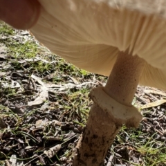 Macrolepiota clelandii at Bungonia National Park - 13 May 2024