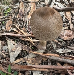 Macrolepiota clelandii at Bungonia National Park - 13 May 2024