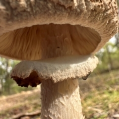 Macrolepiota clelandii at Bungonia National Park - 13 May 2024