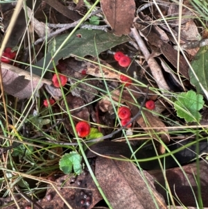 Cruentomycena viscidocruenta at Bungonia, NSW - 13 May 2024