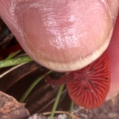 Cruentomycena viscidocruenta at Bungonia, NSW - 13 May 2024