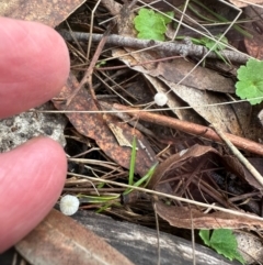 Unidentified Cap on a stem; gills below cap [mushrooms or mushroom-like] at Bungonia National Park - 13 May 2024 by lbradley