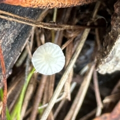 Mycena sp. at Bungonia, NSW - 13 May 2024