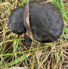 Unverified Cap on a stem; gills below cap [mushrooms or mushroom-like] at Bungonia, NSW - 13 May 2024 by lbradley