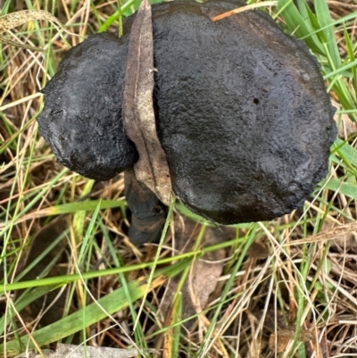 Unidentified Cap on a stem; gills below cap [mushrooms or mushroom-like] at Bungonia National Park - 13 May 2024 by lbradley