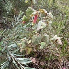 Correa reflexa var. reflexa (Common Correa, Native Fuchsia) at Bungonia, NSW - 13 May 2024 by lbradley