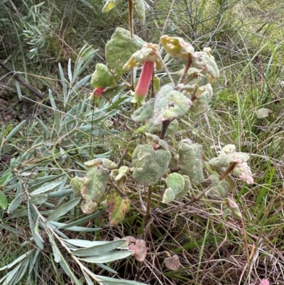 Correa reflexa var. reflexa (Common Correa, Native Fuchsia) at Bungonia National Park - 13 May 2024 by lbradley