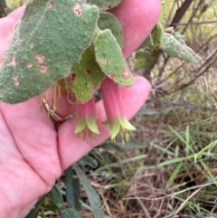 Correa reflexa var. reflexa at Bungonia National Park - 13 May 2024