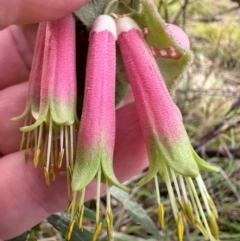 Correa reflexa var. reflexa at Bungonia, NSW - 13 May 2024