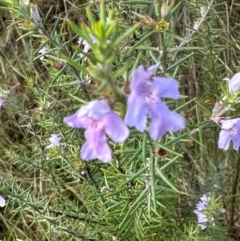 Westringia eremicola (Slender Western Rosemary) at Bungonia, NSW - 13 May 2024 by lbradley