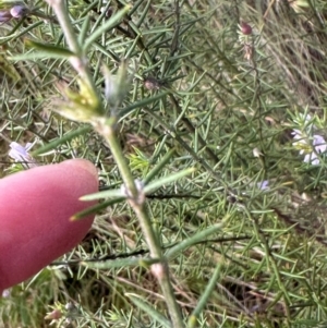 Westringia eremicola at Bungonia, NSW - 13 May 2024