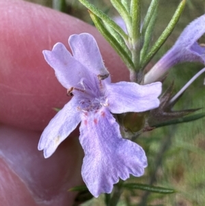 Westringia eremicola at Bungonia National Park - 13 May 2024