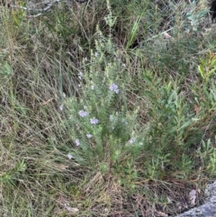 Westringia eremicola at Bungonia National Park - 13 May 2024