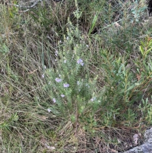 Westringia eremicola at Bungonia, NSW - 13 May 2024