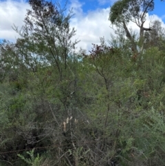Bursaria spinosa (Native Blackthorn, Sweet Bursaria) at Bungonia National Park - 13 May 2024 by lbradley