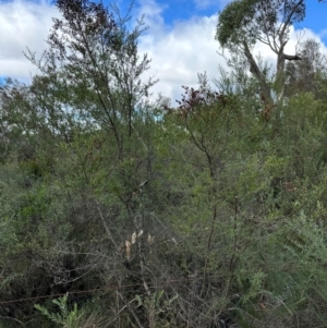 Bursaria spinosa at Bungonia, NSW - 13 May 2024