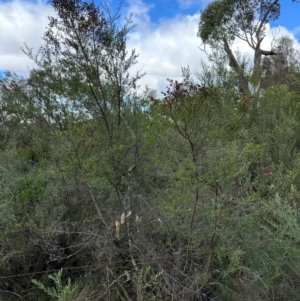 Bursaria spinosa (Native Blackthorn, Sweet Bursaria) at Bungonia National Park by lbradley