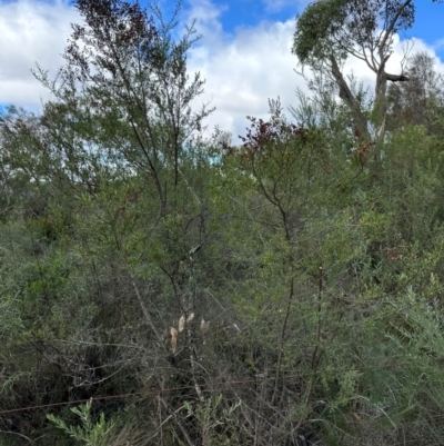 Bursaria spinosa (Native Blackthorn, Sweet Bursaria) at Bungonia, NSW - 13 May 2024 by lbradley