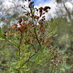 Bursaria spinosa at Bungonia, NSW - 13 May 2024