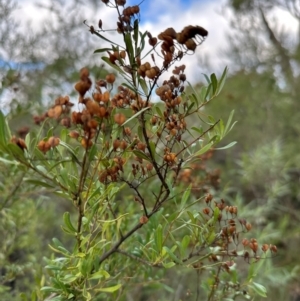 Bursaria spinosa at Bungonia, NSW - 13 May 2024