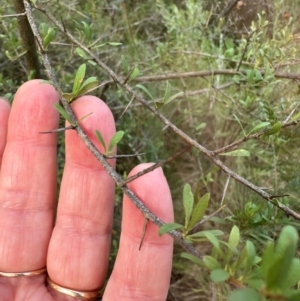 Bursaria spinosa at Bungonia, NSW - 13 May 2024